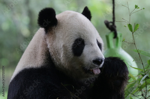 Close up American Born Panda  Tai Shan  Wolong  Panda Paradise  China