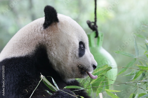 Fototapeta Naklejka Na Ścianę i Meble -  Close up American Born Panda, Tai Shan, Wolong, Panda Paradise, China