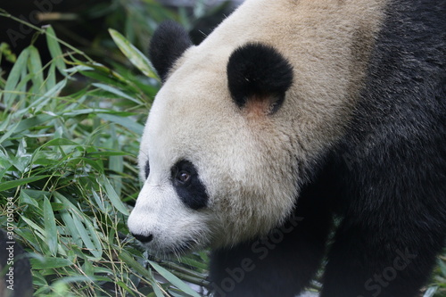 giant panda is Looking at Something Seriously