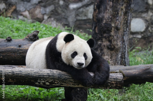 Fototapeta Naklejka Na Ścianę i Meble -  American Born Panda, Xiao Li Wu, China