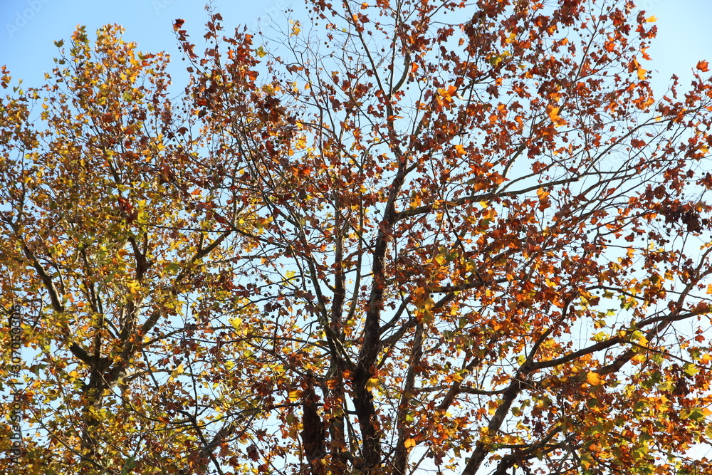 Autumn hardwood with brown leaves Autumn hardwood with brown leaves