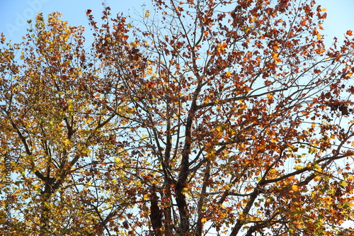 Autumn hardwood with brown leaves