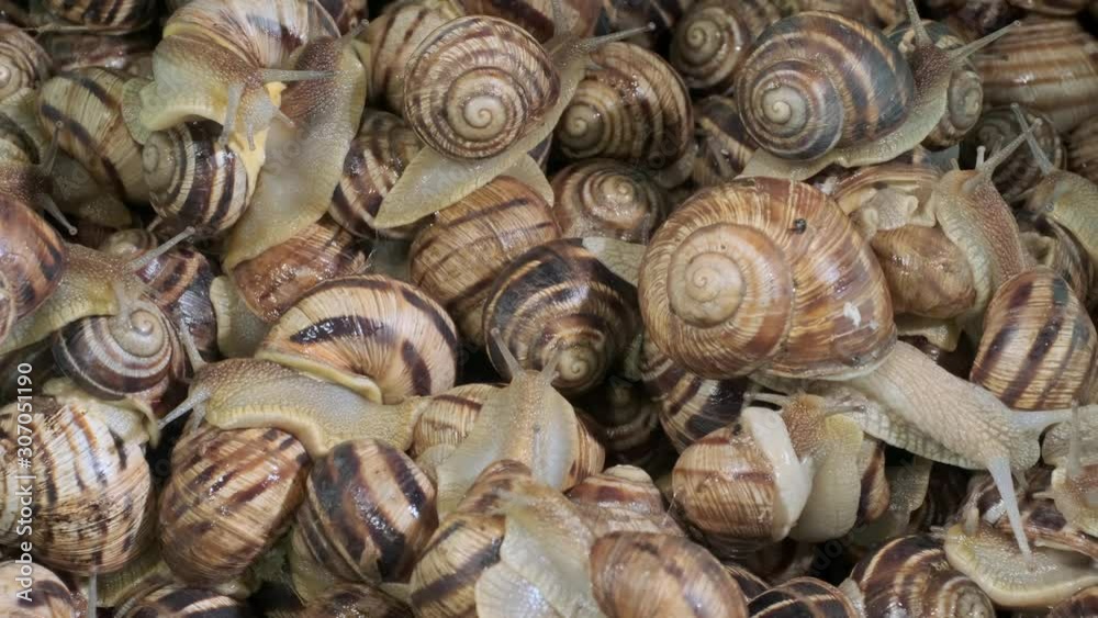 Sideways movement - Background of live garden snails. Camera slowly moves sideway to the right side. Top view – 4K / 30fps Sideways movement - Background of live garden snails. Camera slowly moves sideway to the right side. Top view – 4K / 30fps