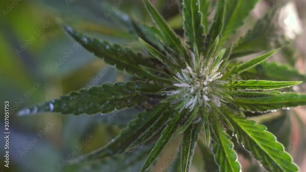 Blooming female marijuana sprout develops in the wind against a dark background. 4k. close up. macro. production of medical cannabis