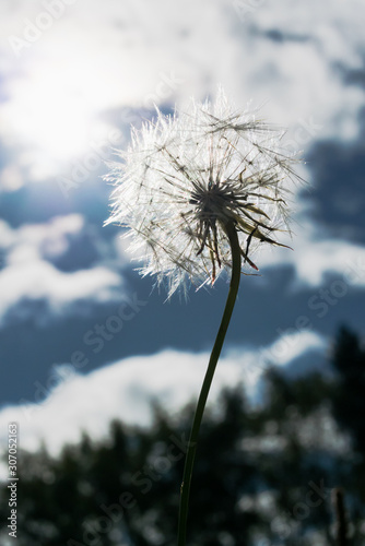 White fluffy dandelion flower on a background of blue sky with clouds