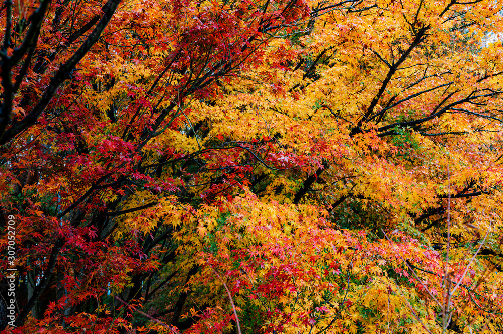 Autumn leaf Nature concept background, soft focus of Red maple leaf in Japan Autumn leaf Nature concept background, soft focus of Red maple leaf in Japan
