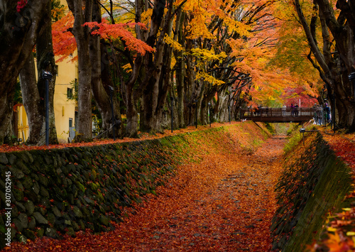 Japan maple leaves in the Maple corridor (Momiji Kairo) at autumn season, Kawaguchiko, Fujiyoshida, Yamanashi, Japan  photo