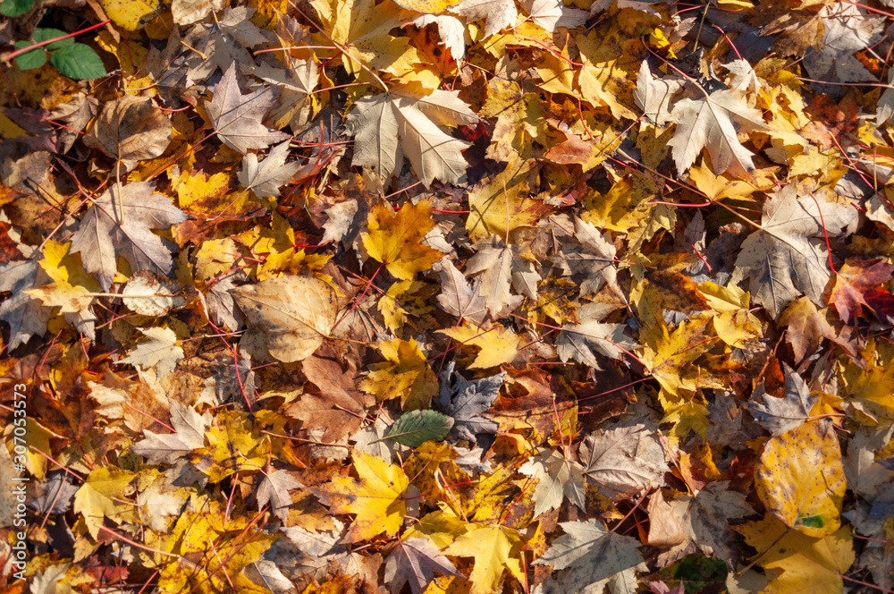 Leaves of Autumm Leaves of Autumm