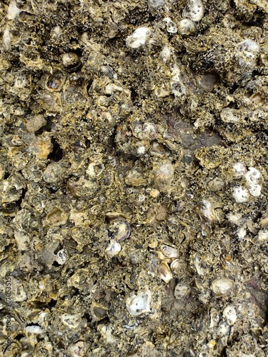 Oysters