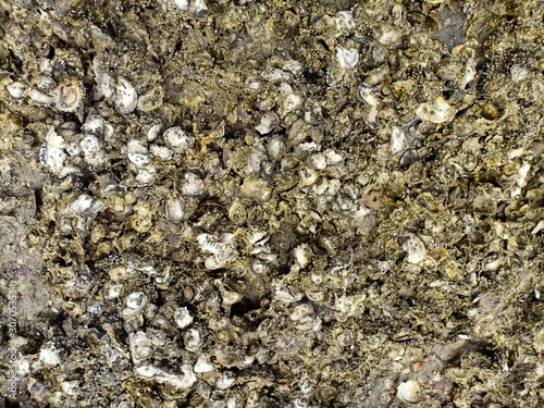 Oysters