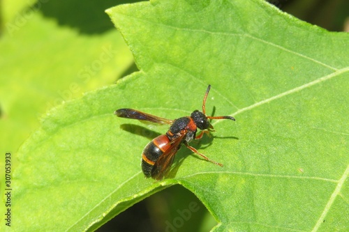 Tropical red wasp on green leaf in Florida wild, closeup © natalya2015