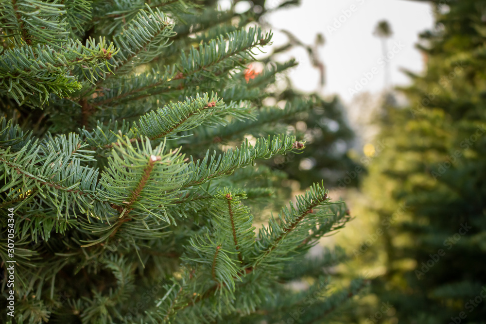 A closeup view of Christmas tree leaves and branches at a tree lot. A closeup view of Christmas tree leaves and branches at a tree lot.