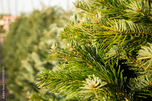 A closeup of leaves and branches of a Christmas tree  located at a local tree lot.