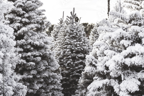 Several white flocked Christmas trees on a tree lot.