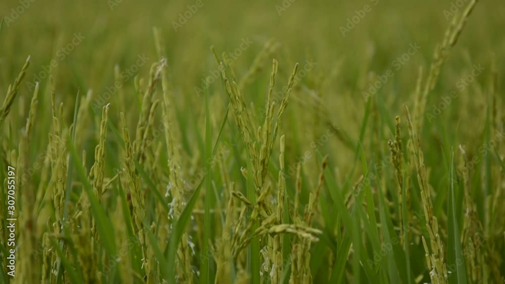 close up of yellow green rice field,Beautiful golden rice field and ear of rice,Close up of yellow rice in the field,ear of Golden rice in Farmer Fields in Asia Near harvest time,rice field. close up of yellow green rice field,Beautiful golden rice field and ear of rice,Close up of yellow rice in the field,ear of Golden rice in Farmer Fields in Asia Near harvest time,rice field.