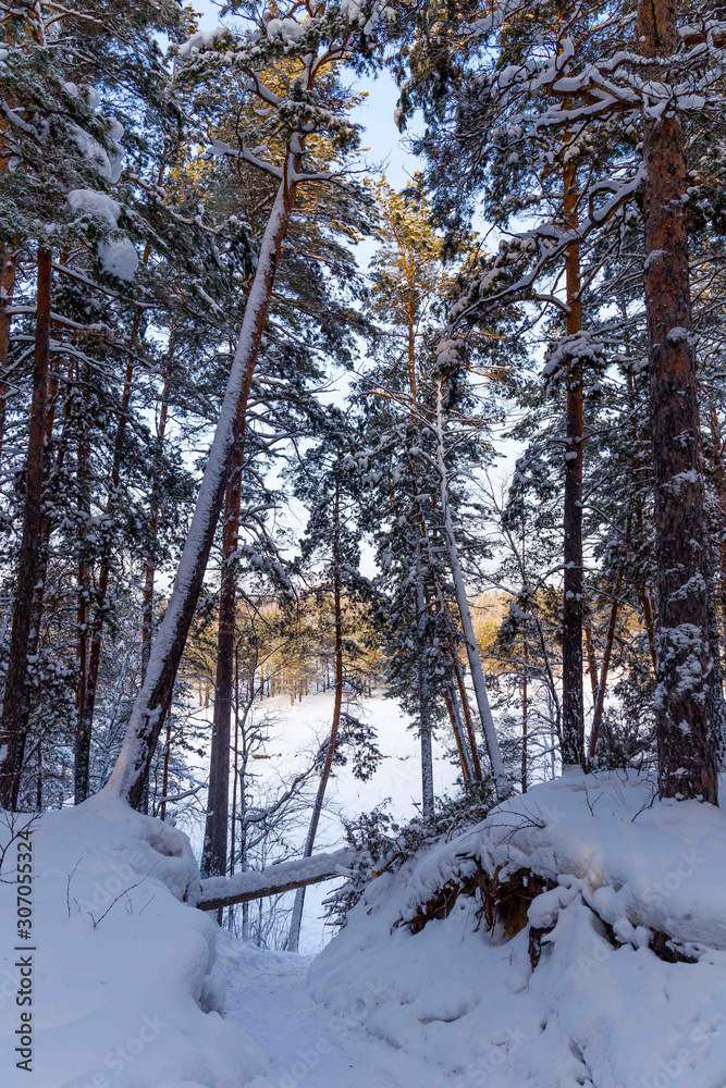 winter forest winter forest