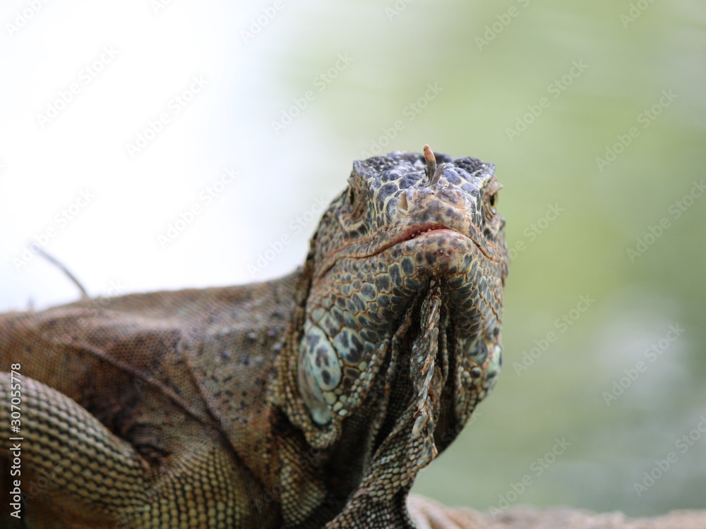 Fototapeta premium iguana, animal with scaly skin in green colors