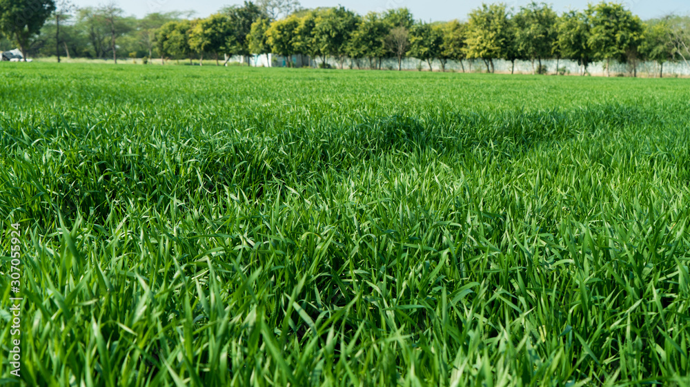 Fototapeta premium Wheat Field