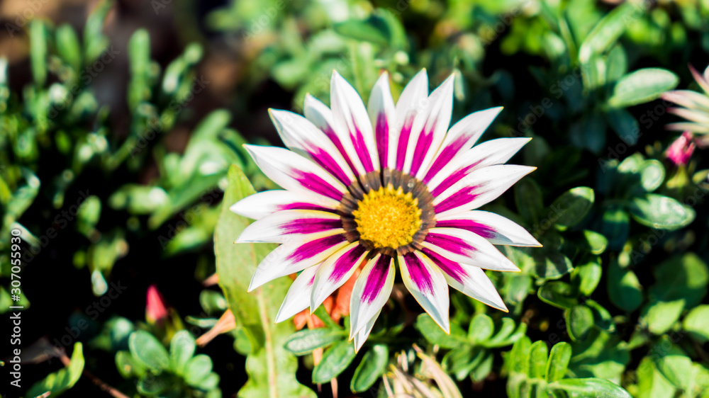 Obraz premium White Gazania Flower