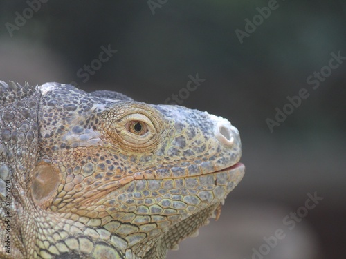 iguana, animal with scaly skin in green colors © FranciscoJavier