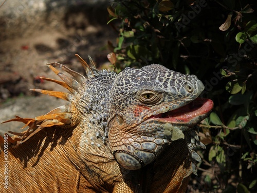 Fototapeta Naklejka Na Ścianę i Meble -  iguana, animal with scaly skin in green and orange colors