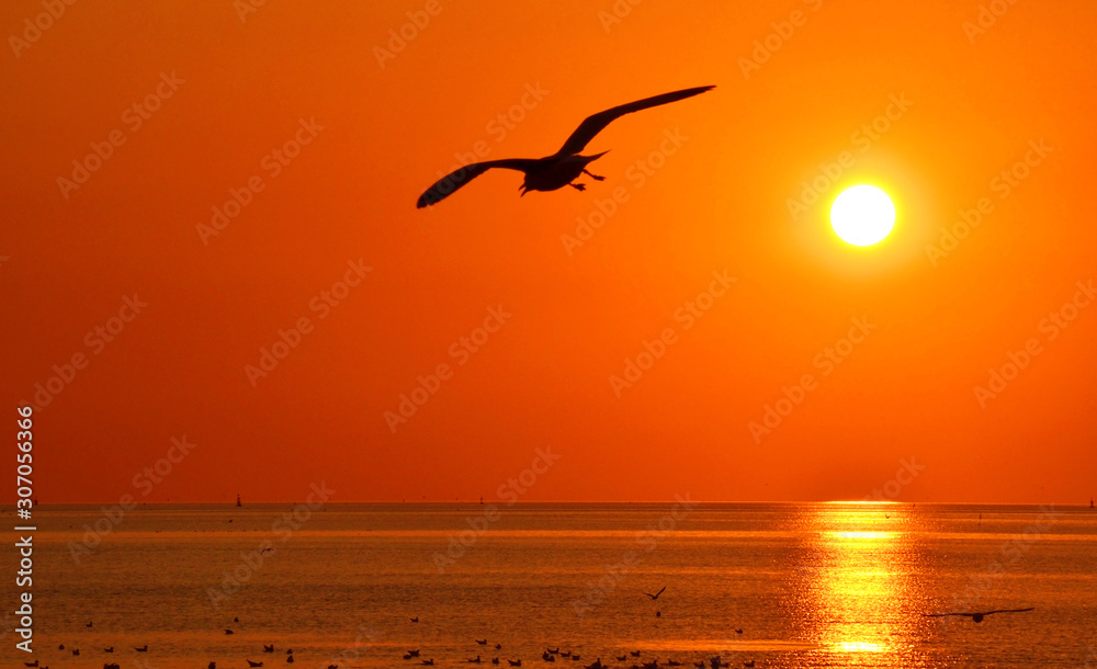 Beautiful sky on sunset or sunrise with flying birds to the sun, natural background