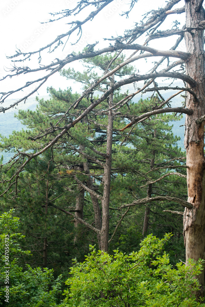 Fototapeta premium spruce grows on the mountain. beautiful forest
