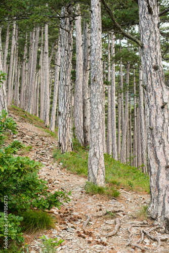 Fototapeta Naklejka Na Ścianę i Meble -  spruce grows on the mountain. beautiful forest