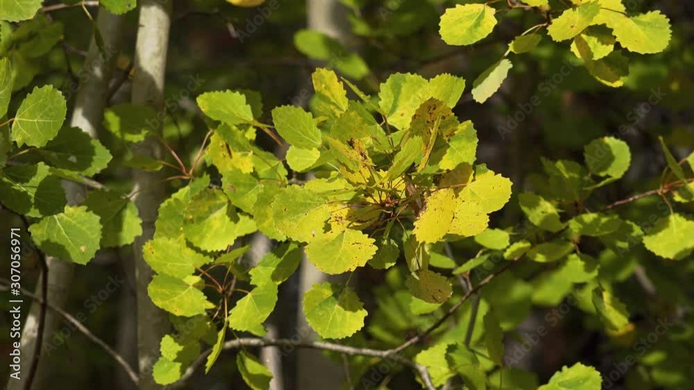 A sunlit closeup of yellowing poplar leaves in a Finnish woodland. A light breeze makes the leaves shake. A sunlit closeup of yellowing poplar leaves in a Finnish woodland. A light breeze makes the leaves shake.