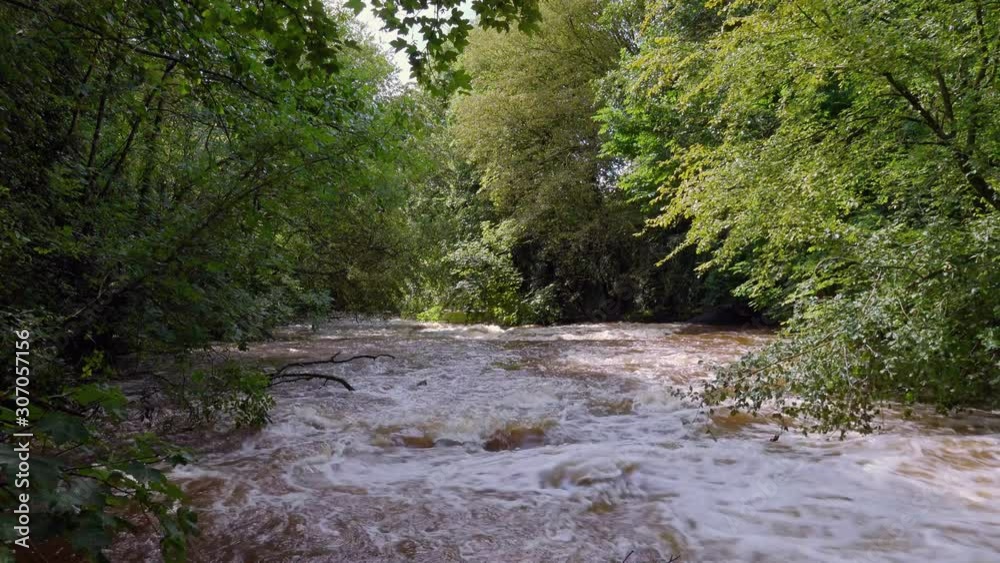 A sunlit irish stream in flood between dense tree cover. The brown water foams white where the water roils. Tree branches dip onto the surface. Dead trees have been carried by the current. A sunlit irish stream in flood between dense tree cover. The brown water foams white where the water roils. Tree branches dip onto the surface. Dead trees have been carried by the current.