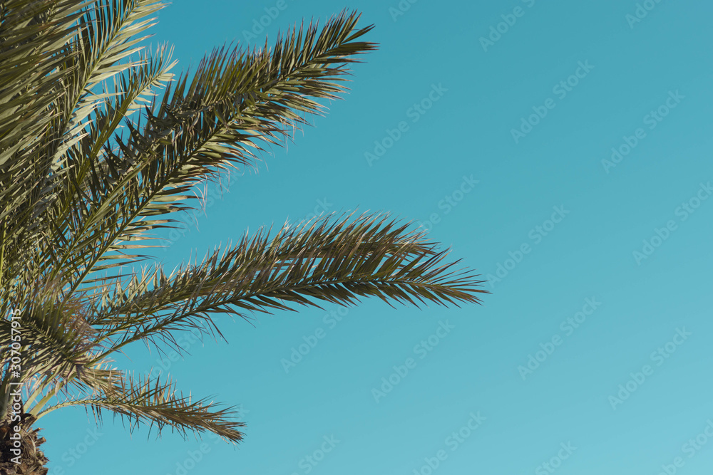 branches of palm tree on background of blue sky branches of palm tree on background of blue sky