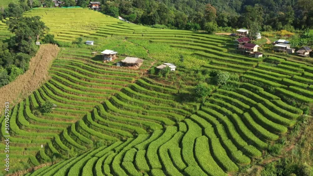 Aerial shot of the marvelous teraces rice field in mountains during sunset in Thailand. Beautiful Pa Bong Piang terraced rice fields, Mae Chaem, Chiang Mai Thailand in harvest season.
