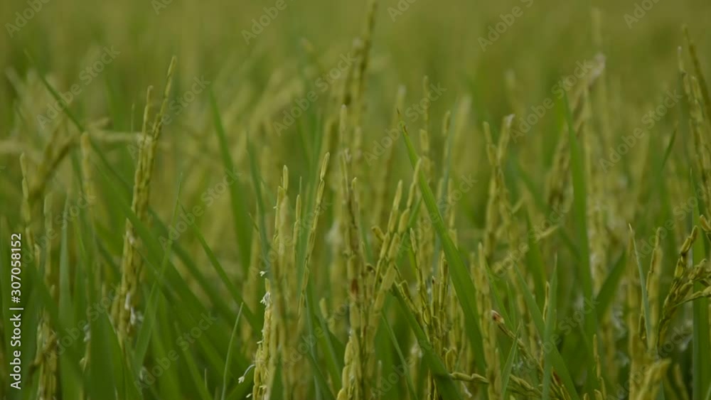 close up of yellow green rice field,Beautiful golden rice field and ear of rice,Close up of yellow rice in the field,ear of Golden rice in Farmer Fields in Asia Near harvest time,rice field. close up of yellow green rice field,Beautiful golden rice field and ear of rice,Close up of yellow rice in the field,ear of Golden rice in Farmer Fields in Asia Near harvest time,rice field.