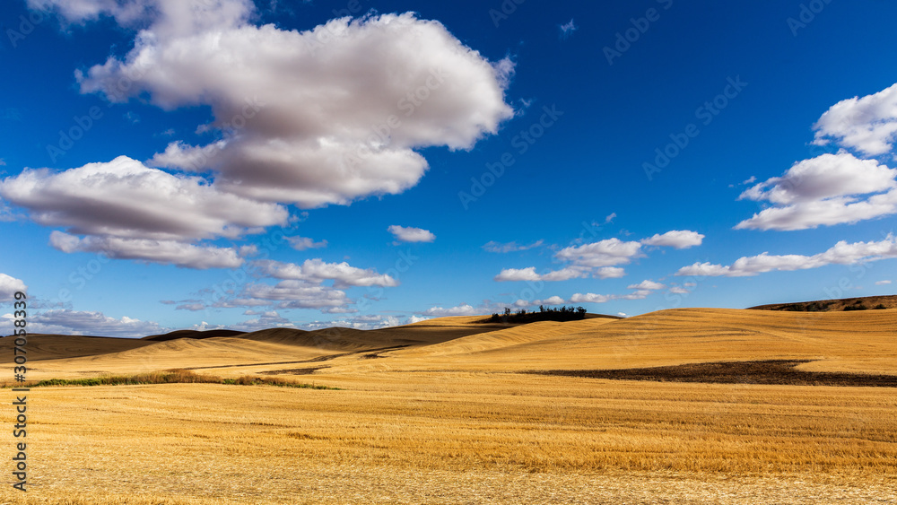 Blue Sky, Clouds, Wheat Fields
