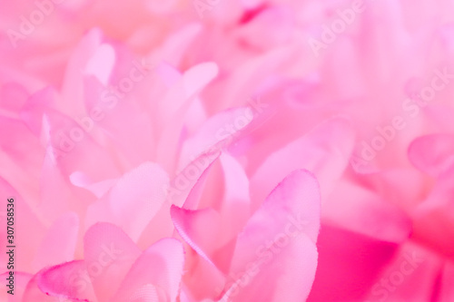 Beautiful abstract color pink and white flowers background and pink flower frame and white and pink leaves texture background 