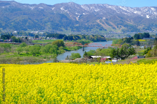 菜の花公園