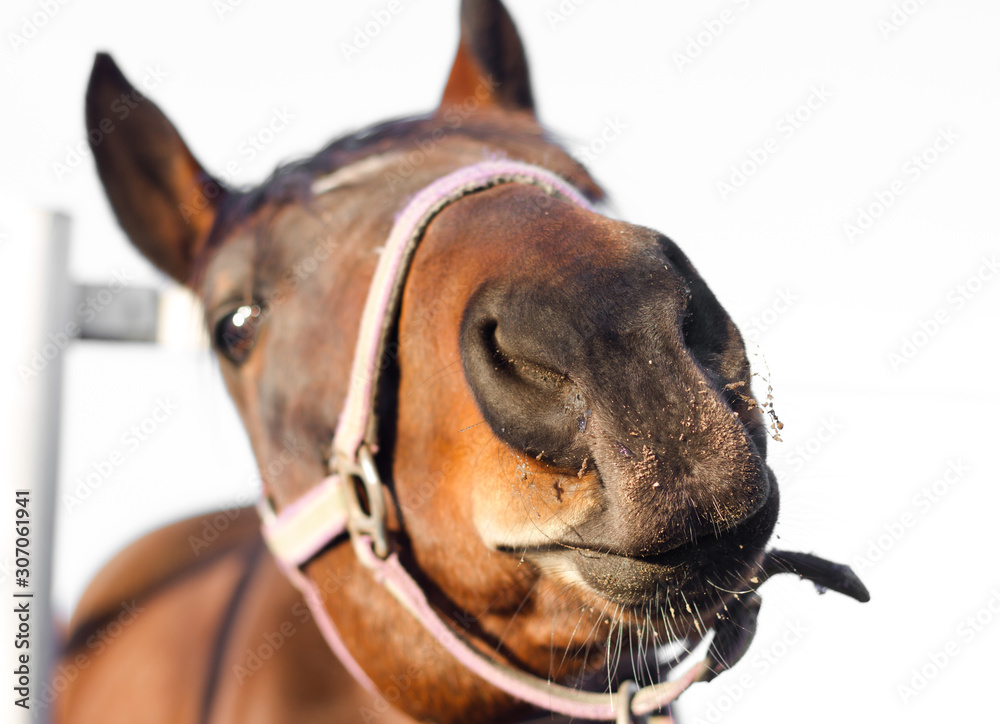 Naklejka premium Horse funny face in the field