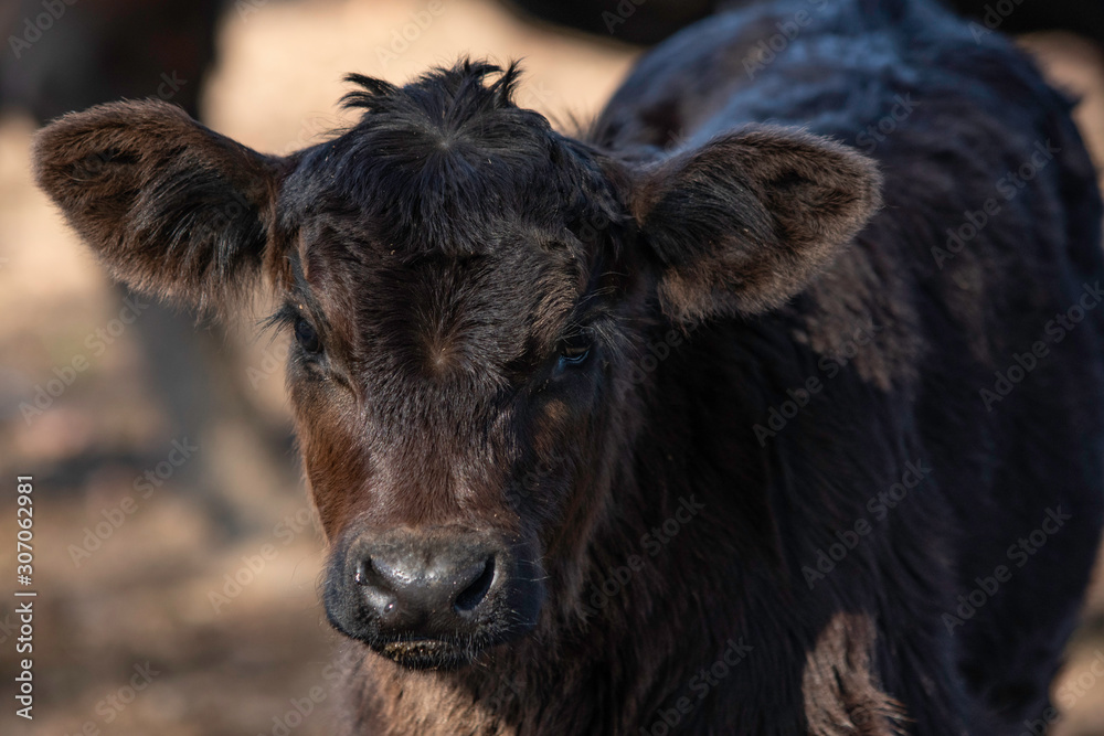 Young black Angus calf portrait Young black Angus calf portrait