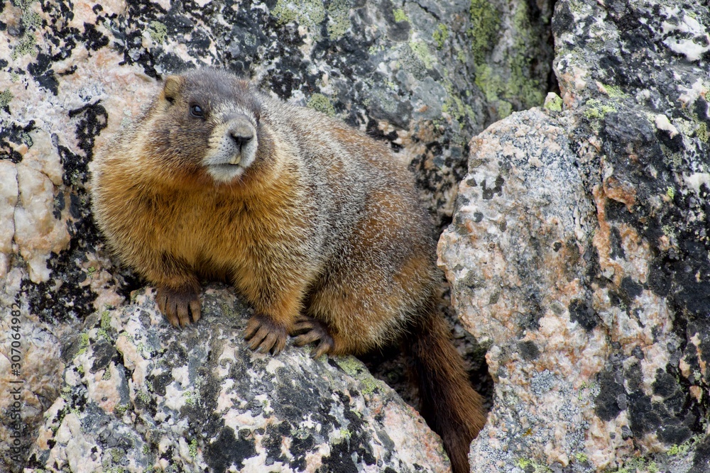 Marmot on Rock During Cold Sunny Day