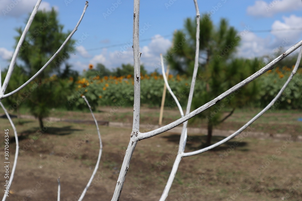 Fototapeta premium Branch of Dead Tree