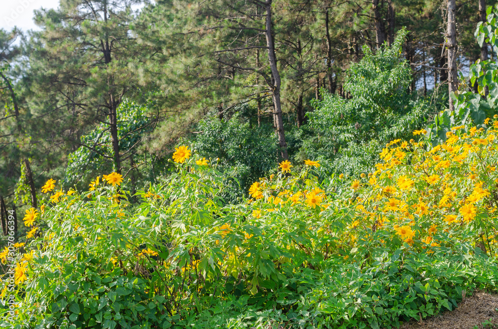 Obraz premium Tithonia diversifolia or Mexican sunflower on the hill