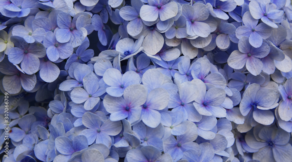 Blue Hydrangea (Hydrangea macrophylla) or Hortensia flower Blue Hydrangea (Hydrangea macrophylla) or Hortensia flower