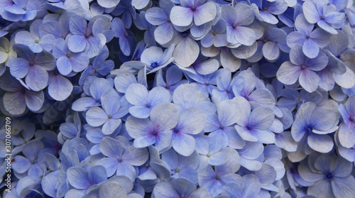 Blue Hydrangea (Hydrangea macrophylla) or Hortensia flower