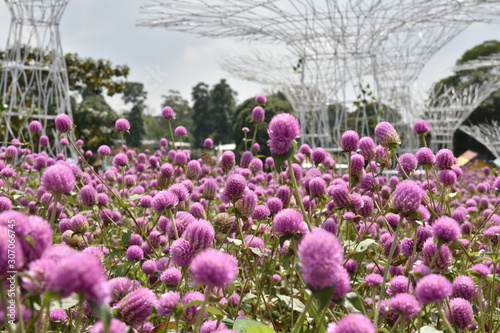 Close up view of beauty meadow bunga kenop or Gomphrena globosa, a herb flowers botanical plant trees leaves good for health. known as globe amaranth, makhmali, and vadamalli family Amaranthaceae photo