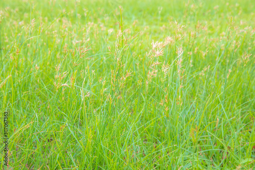 Soft focus of Grass flower field or grassland. in green color.