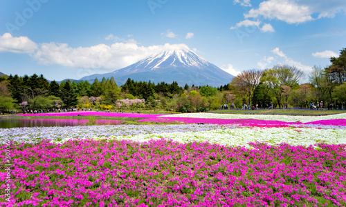 Fuji Mountain and Shibazakura Pink Moss in Spring , Japan