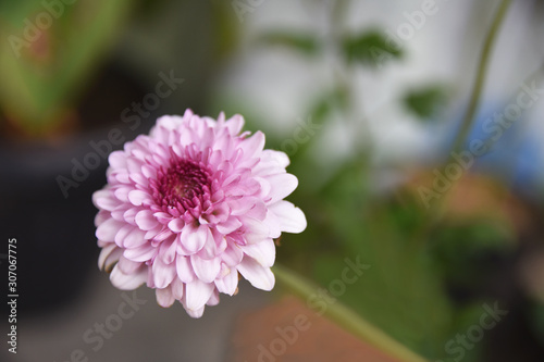 Pink flower of Chrysanthemum (Dendranthema indicum or Chrysanthemum indicum), plant herb 