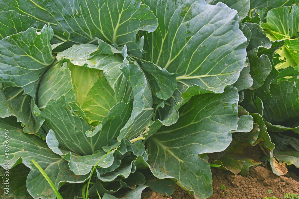 Organic fresh traditional cabbage close up green vegetable - Image Organic fresh traditional cabbage close up green vegetable - Image
