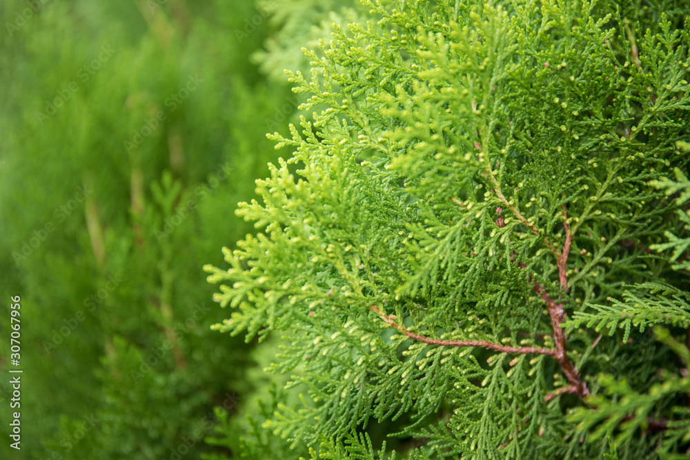 Fototapeta premium Selective focus on Green leaf bush for background textured usage.