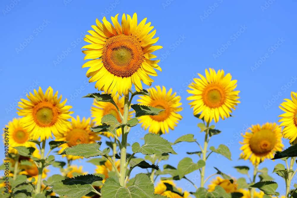 Beautiful sunflower blooming in the field. Beautiful sunflower blooming in the field.